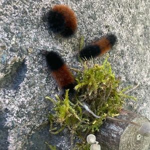 Meet your Posher, Liv